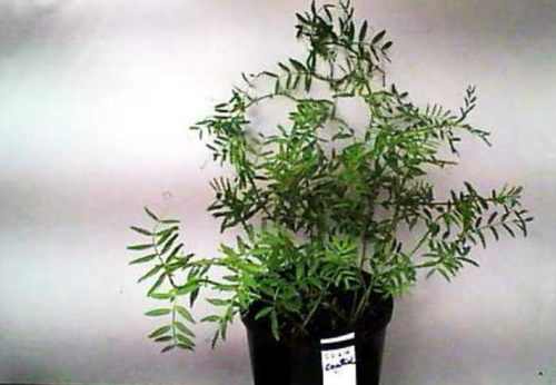 tout electical power